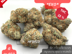 Harweed Moon Online Shop, cannabis flower, Moose and Lobsta strain, THC 22%, Thailand.