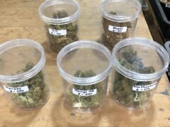 SKP Cannabis dispensary: Cannabis flower (Mango OG, Blue Strawberry) displayed in jars, Thailand.