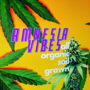 A yellow background with green cannabis leaves framing purple text that reads "Amnesia Vibes". Underneath is white text, reading "all organic soil grown".