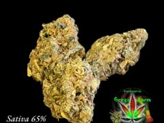 Green Farm Blue Dream cannabis flower, 65% Sativa, 35% Indica, 23% THC, earthy sweet berry flavor. Khon Kaen, Thailand.