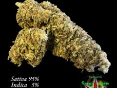 Durban Poison cannabis flower at เขียว ฟาร์ม - 42 - Green Farm, Khon Kaen, Thailand. Sativa strain with 18% THC.