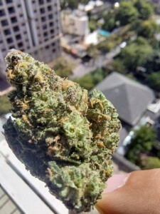 A large, green cannabis bud with orange hairs, held in a hand, against a blurred city background.