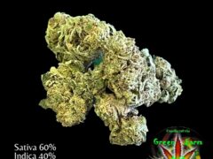Deluxe Sugarcane cannabis flower bud at เขียว ฟาร์ม - 42 - Green Farm, Khon Kaen, Thailand. Sativa 60%, Indica 40%, THC 25%.