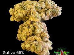 Close-up of Hulk Berry cannabis flower from เขียว ฟาร์ม - 42 - Green Farm, a weed shop in Ubolratana, Khon Kaen, Thailand.