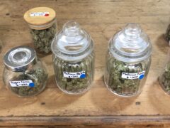 SKP Cannabis: Jars of weed strains (Blueberry Gum, Sugar Cane, Platinum) for sale in Thailand.