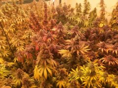 Cannabis plants at 7th Heaven Koh Chang farm, Trat, Thailand, cultivated for cannabis flower sales.