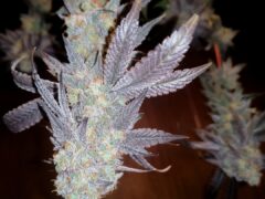 Cannabis flower from 7th Heaven Koh Chang, Thailand, a dispensary on Koh Chang.