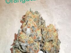 Orangutan Titties cannabis flower from 7th Heaven Koh Chang, Koh Chang, Thailand.
