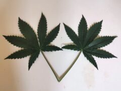 Two cannabis leaves on a white background.
