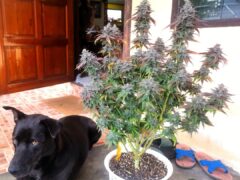 Cannabis plant in a pot with a black dog and sandals outside, Koh Chang, Thailand.