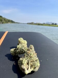 Two cannabis buds on a dark surface, with a river and landscape in the background.