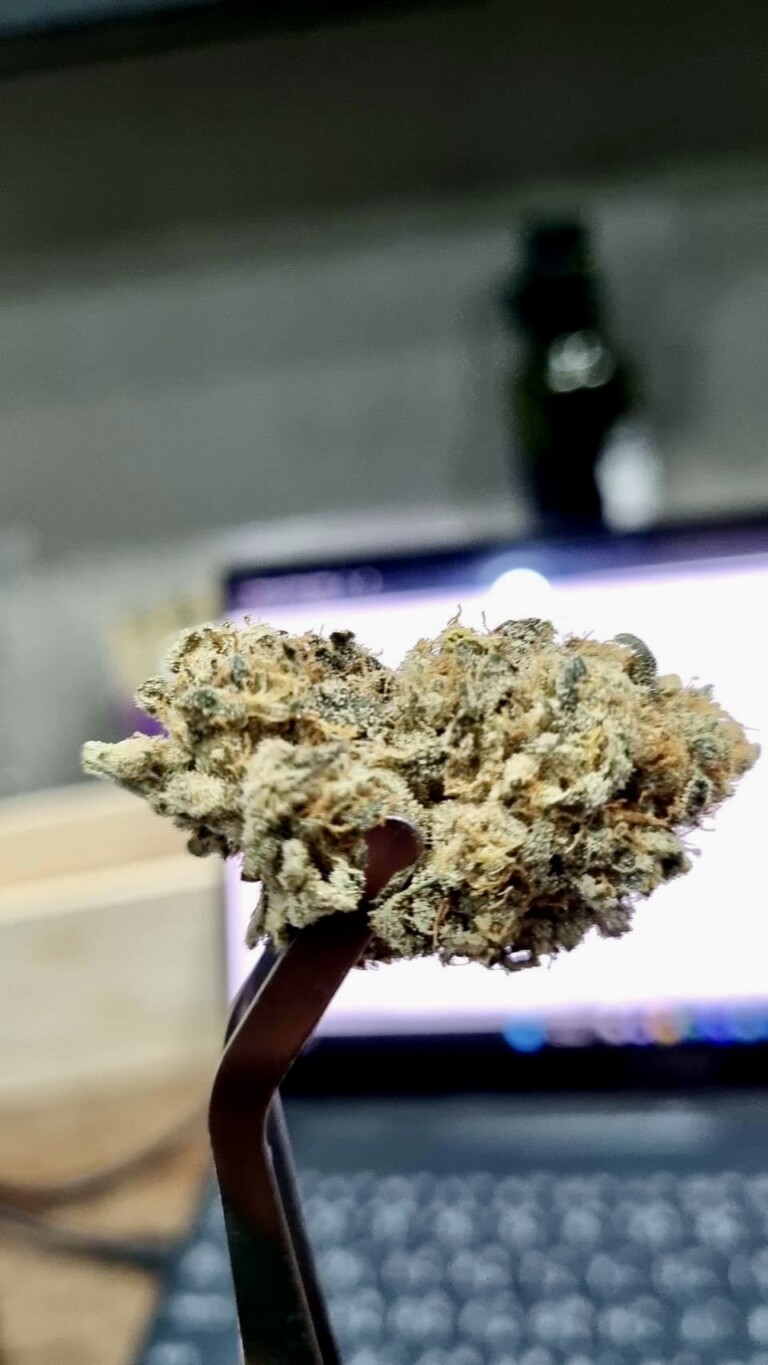 Cannabis bud held in tweezers.