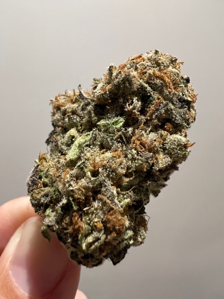Hand holding a colorful marijuana bud.