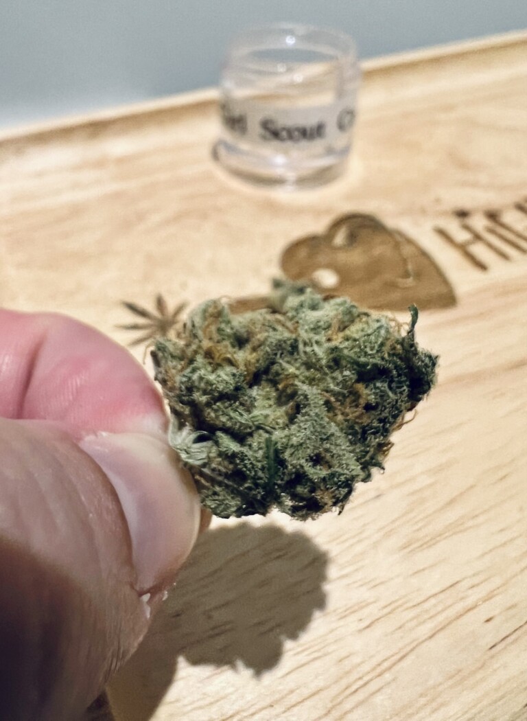 Hand holding a cannabis bud, jar labeled 