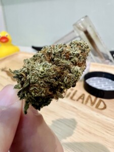 Hand holding a cannabis flower bud.