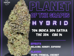 hightopia.th Planet of the Grapes cannabis flower, THC 35%, grown in Thailand.