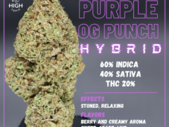 hightopia.th cannabis: Close-up of Purple OG Punch hybrid flower (60% Indica, 40% Sativa, 20% THC).