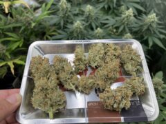 High Jone cannabis flower on rolling tray, homegrown weed from Huai Khwang, Bangkok.