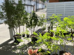 Tropicanna Cafe weed plants on Sukhumvit Road in Bangkok. Cannabis dispensary and co-working space in Thailand.