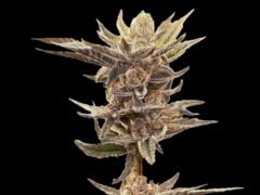 Knockout Runtz cannabis flower at Sesh House, Krabi cannabis dispensary, Thailand.