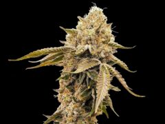 Future No.1 strain cannabis flower at Sesh House, a weed dispensary in Krabi Town, Thailand.