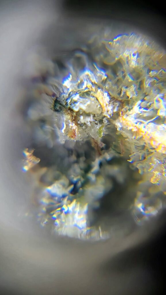 Close-up view of cannabis flower trichomes with iridescent reflections.