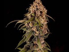 Sesh House cannabis dispensary in Krabi, Thailand, featuring a close-up of Project 007 cannabis flower.