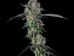 Sesh House cannabis dispensary Krabi, Thailand. Slurricane No.7 cannabis flower.