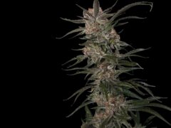 Lilac Diesel cannabis flower at Sesh House dispensary, Krabi, Thailand. Top-shelf weed.