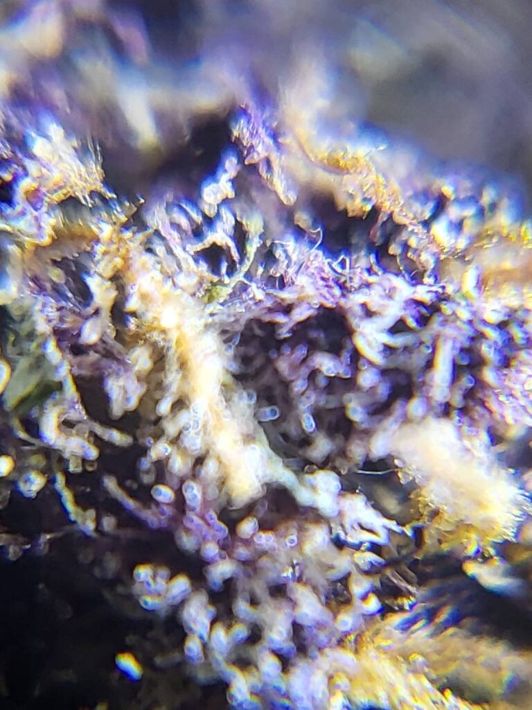 Close-up of purple and white cannabis trichomes.