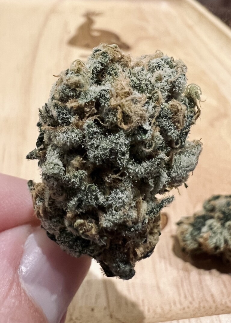 Close-up of a cannabis bud being held.