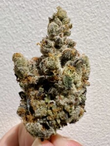 Close-up of a cannabis flower bud.