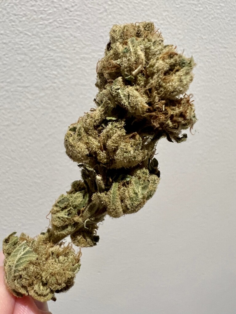 Cannabis flower bud.
