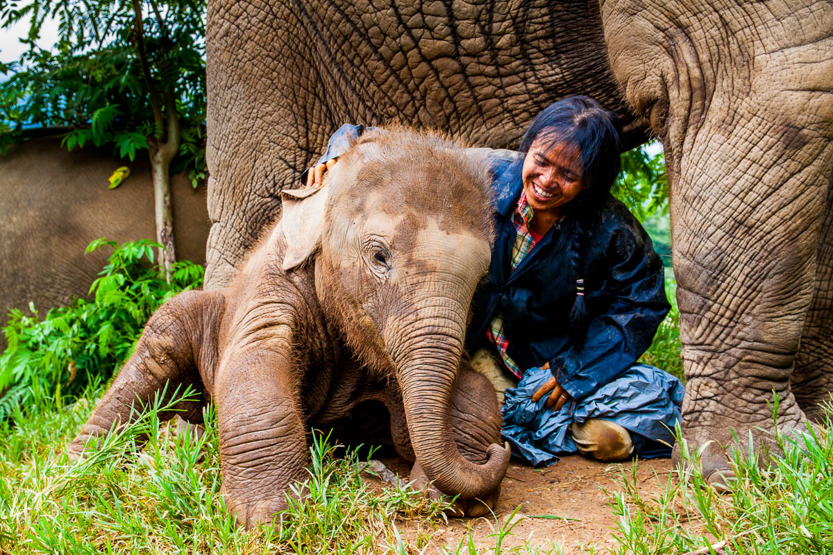 Elephants why you shouldn't ride (and smoke blunts on) them