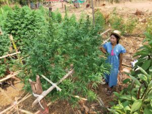 Woman in traditional dress stands near a large cannabis plant in a garden.