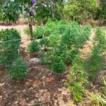 Prempavee.com Ganja and Face Massage