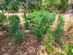 Prempavee Ganja farm, Phon Sawan, Nakhon Phanom, Thailand. Cannabis plants growing.