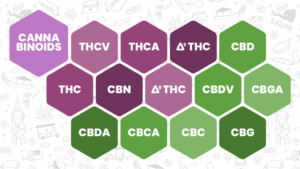 Cannabinoid Infographic: Psychoactive cannabinoids like THC on the upper left and CBD and the non-psychoactive cannabinoids on the bottom right.