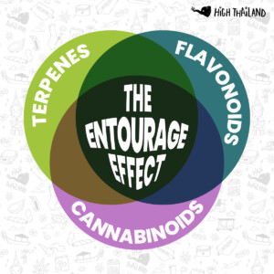 Entourage Effect Infographic: Illustrating the synergy between the different Terpenes, Cannabinoids and Flavonoids