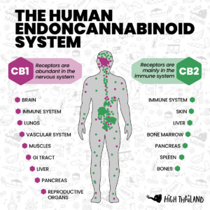 Infographic: The Human Endocannabinoid System