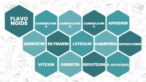 Cannabis Flavonoids Infographic: Most commonly found Flavonoids in cannabis in no particular order