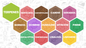 Cannabis Terpenes Infographic: Most commonly found terpenes in cannabis in no particular order