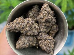 Cannabis flower in cup at Glazilos Farm, Chiang Mai, Thailand. Focusing on terpenes.