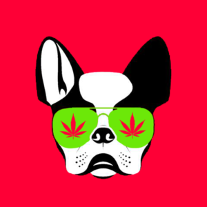 Black and white dog face with green sunglasses containing marijuana leaves on a red background.