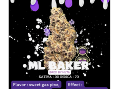 Glazilos Farm cannabis flower, ML Baker strain. Chiang Mai, Thailand. Sativa/Indica 30/70.