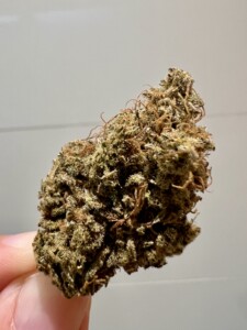 Close-up of cannabis flower held by fingers against a white background.