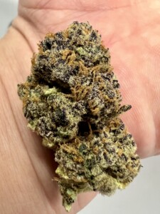 Cannabis bud, green and purple, held in a person's hand.