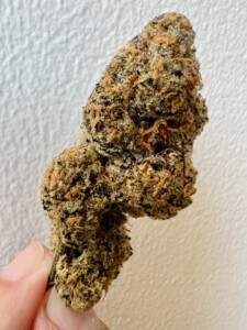 Hand holding a cannabis bud.