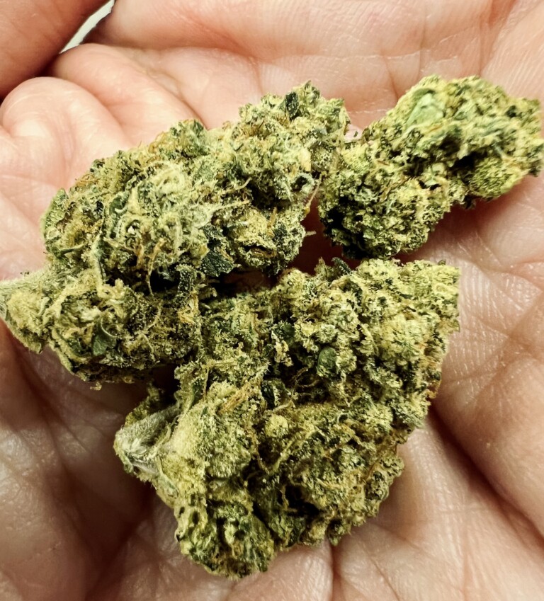 Hand holding three buds of marijuana.
