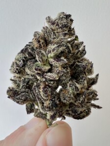 Hand holding a purple cannabis bud.